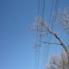 Kácení stromu nad elektrickým vedením, Horní Loděnice