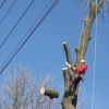 Kácení stromu nad elektrickým vedením, Horní Loděnice