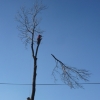 Kácení stromu nad elektrickým vedením, Horní Loděnice