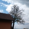 Obvodová redukce lípy, obec Droždín