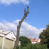 Rizikové kácení Jerlínu v CSS Klíč Olomouc